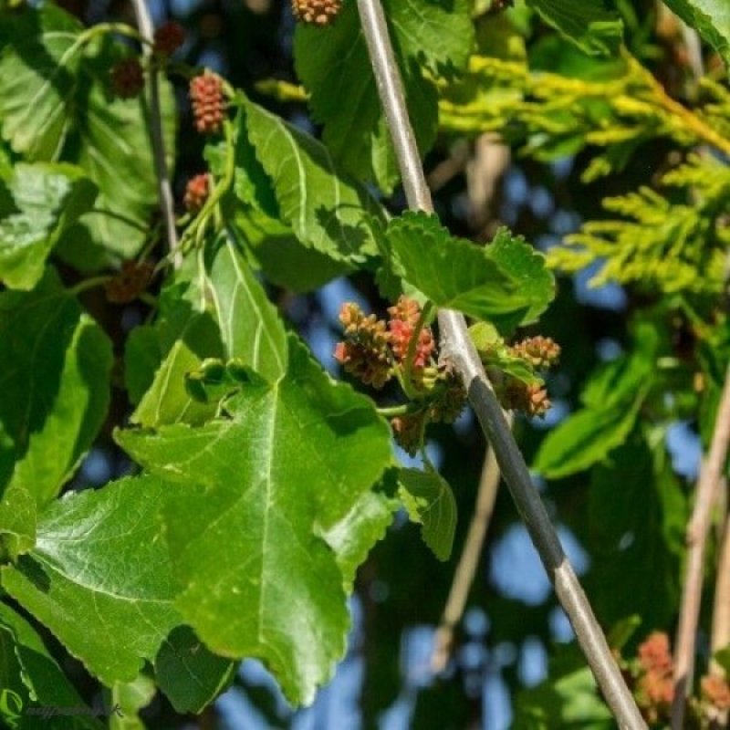  Morus alba, Moruša biela ´ALBA PENDULA´ (čierne plody), kont. C130/180L, výška: 240-260 cm, obvod kmeňa: 20/30 cm (-34°C)   